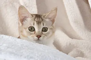 Burmilla: CAT.Caramel silver Burmilla in coloured towels
