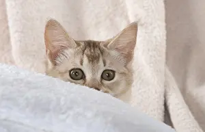 Burmilla: CAT.Caramel silver Burmilla in coloured towels