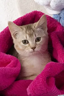 Burmilla: CAT.Caramel silver Burmilla in coloured towels