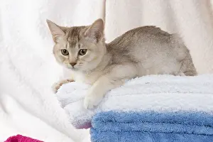 Burmilla: CAT.Caramel silver Burmilla in coloured towels
