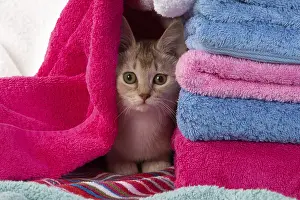 Burmilla: CAT.Caramel silver Burmilla in coloured towels