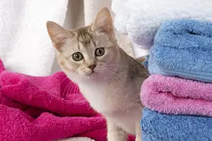 Burmilla: CAT.Caramel silver Burmilla in coloured towels