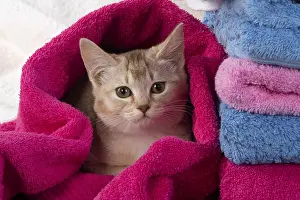 Everyday: CAT.Caramel silver Burmilla in coloured towels