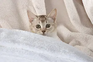 Burmilla: CAT.Caramel silver Burmilla in coloured towels