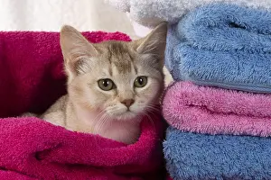 Wrapped: CAT.Caramel silver Burmilla in coloured towels