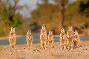 Returning: to catch the last of the suns energy before returning