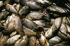 Tilapia: CATCH OF TILAPIA FISH