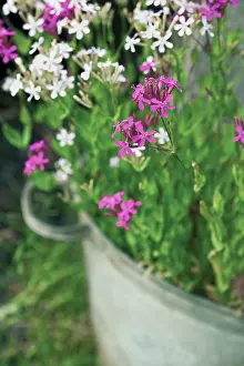 Silene: Catchfly