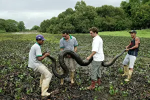 Murinus: Catching a Green ANACONDA in the