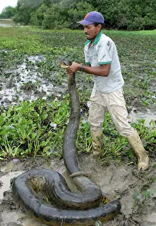 Murinus: Catching a Green ANACONDA - in the