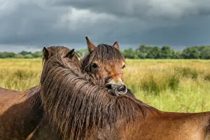 Marshes: Catcott Reserve - Ponies Mutually Grooming - Somerset - UK
