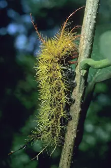 Crawl: Catepillar, unknown species, Iguacu Falls