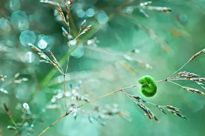 Support: Caterpillar
