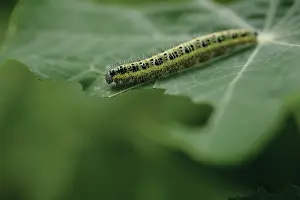 Poise: Caterpillar