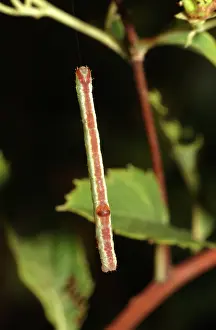 Hangs: Caterpillar
