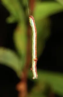 Larval: Caterpillar