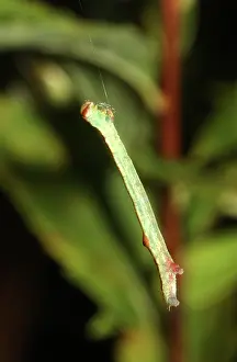 Larval: Caterpillar
