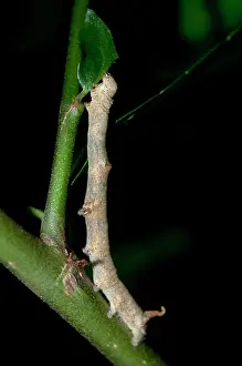 Caterpillar: Caterpillar