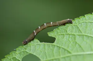 Caterpillar: Caterpillar