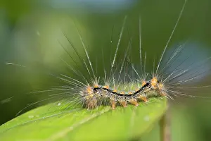 Caterpillar: Caterpillar