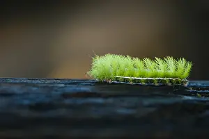 Antennata: Caterpillar of Automeris (Automeris sp), Costa Rica
