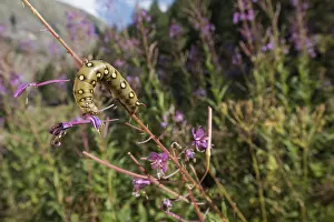 Gallii: Caterpillar of bedstraw hawk-moth or galium sphinx