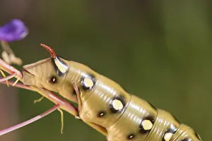 Gallii: Caterpillar of bedstraw hawk-moth or galium sphinx