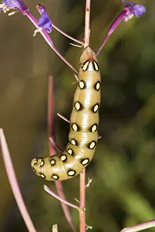 Gallii: Caterpillar of bedstraw hawk-moth or galium sphinx