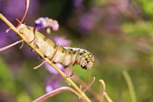 Caterpillar: Caterpillar of bedstraw hawk-moth or galium sphinx (Hyles gallii)