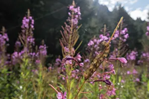 Wide Angle: Caterpillar of bedstraw hawk-moth or galium sphinx (Hyles gallii)