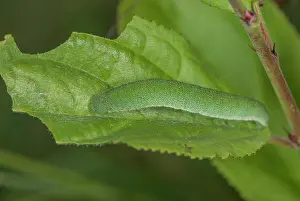 Micro: Caterpillar of Brimstone butterfly, Gonepteryx rhamni