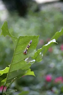 Monteverde: Caterpillar at Butterfly Gardens, Costa Rica