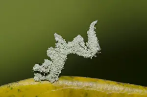 Powder: Caterpillar - camouflaged with fine powder for protection