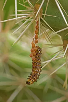 Chollas: Caterpillar of the Cholla Moth - on cholla cactus
