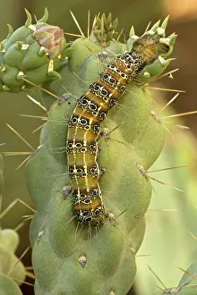 Cholla: Caterpillar of the Cholla Moth - on cholla cactus
