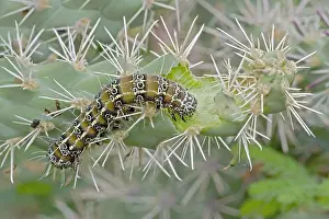 Cholla: Caterpillar of the Cholla Moth - on cholla cactus