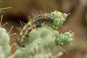 Cholla: Caterpillar of the Cholla Moth - on cholla cactus