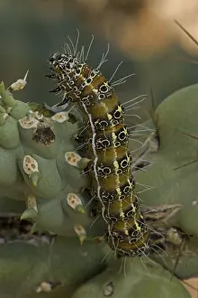 Caterpillars: Caterpillar of the Cholla Moth (Euscirrhopterus