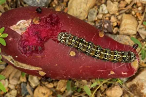 Cholla: Caterpillar of the Cholla Moth Euscirrhopterus cosyra, eatin