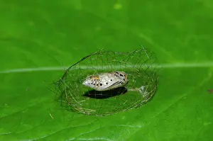 Newly: Caterpillar chrysalis - Inside newly constructed