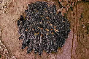 Larvae: Caterpillar Cluster