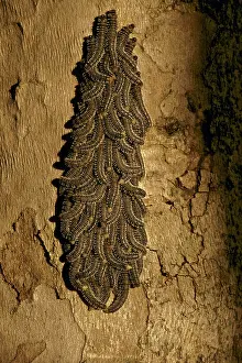Larvae: Caterpillar Cluster