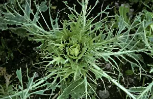 Stripped: Caterpillar Damage To Cabbage Plant