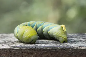 Sphingid: Caterpillar of the Death's head hawkmoth (Acherontia