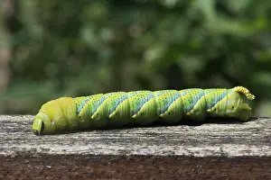 Sphingid: Caterpillar of the Death's head hawkmoth (Acherontia