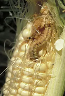 Destructive: Caterpillar Eats Corn Kernel