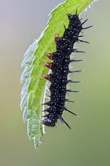 Aglais: Caterpillar of European peacock (Aglais io) on leaf