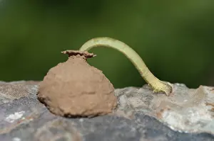 Clay: Caterpillar exiting from wasp, nest