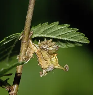 Looper: Caterpillar of filament bearer looper moth