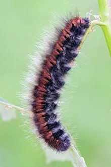 Blade: Caterpillar of fox moth (Macrothylacia rubi) on